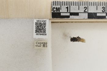 Media type: image;   Entomology 784828 Aspect: labels